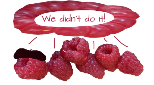 raspberries didn't do it